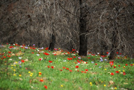 Regrowth after fire in the Naftali Mountains. Photo: Avi Hirschfield, KKL-JNF